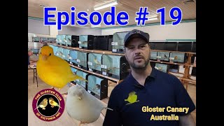 Episode  19 Gloster Canary Australia final show of the show season amp lizard amp fife annual show [upl. by Nessaj728]