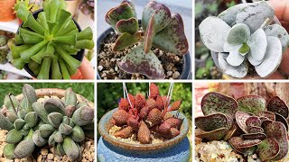 26 Tipos de La Suculenta PERFECTA para el cultivo en macetas  Adromischus [upl. by Hesther]