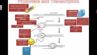 Promoters and Transcription 2016 IB Biology [upl. by Hortensa]