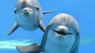 Dolphins Underwater Soothing Sounds for Relaxation meditation music 4 [upl. by Pansie]