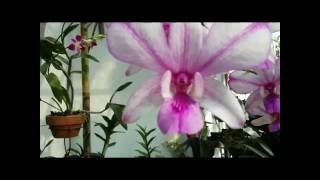 Dendrobium Orchids in Bloom diversity of colors and shape [upl. by Jane]