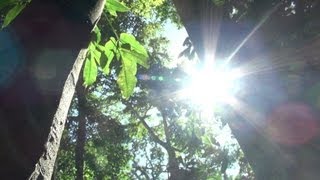 Harvesting Brazil Nuts and Timber in the Peruvian Amazon [upl. by Ettenot]