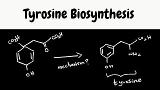 Tyrosine biosynthesis shikimate pathway  biosynthesis part 8 [upl. by Hooke]