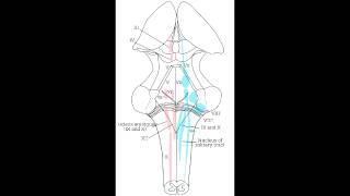 Vagal Nuceli  Nucleus Solitarius Nucleus Ambiguus amp Dorsal Motor Nucleus [upl. by Torr265]