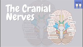 The Cranial Nerves and associated organs Anatomy Physiology and Signs of Damage [upl. by Katushka]