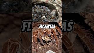 🕷️A MAIOR Aranha do Mundo  Theraphosa Blondi fato aranhagolias [upl. by Ennyletak948]