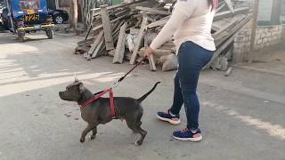 Empezar a entrenar a un perro pitbull desde cero que no jale de la correa sentado y quieto [upl. by Gerry]