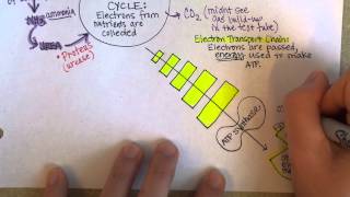 Bacterial Metabolism Part 2 Cellular Respiration of Bacteria [upl. by Hamirak]