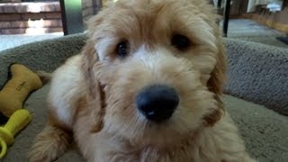 Goldendoodle Puppy at 10 Weeks [upl. by Nillor]