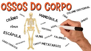 ✅ OSSOS DO CORPO  ESQUELETO HUMANO [upl. by Essej]