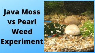 Java Moss vs Pearl Weed Experiment [upl. by Calloway672]