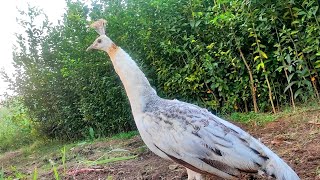 female peacock sound peahen morni ki awaz [upl. by Aldridge]