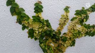 Ficus pumila Ficus Creeping fig plant care tips in tamil [upl. by Lian34]