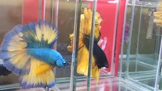 Ikan Cupang Halfmoon  Halfmoon Betta Fish  Halfmoon Betta Splendens  Siamese Fighting Fish [upl. by Massingill]