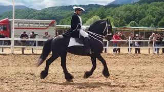 CAVALLO FRISONE🐎FRIESIAN HORSE🏇 [upl. by Anilasor]