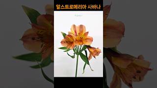 알스트로메리아 사바나  Alstroemeria Savanna [upl. by Auqinot907]