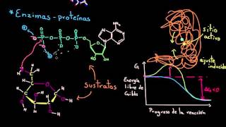 Enzimas  Energía y enzimas  Biología  Khan Academy en Español [upl. by Oidivo]