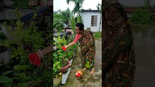 পূজোর ফুল তোলাviralvideoviralshortstrendingflowergardenjabagachchadbaganviralhighlight [upl. by Amaj]