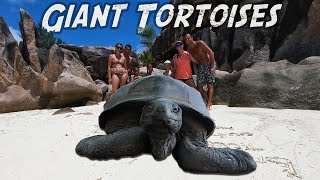 Giant Tortoises of Curieuse  Sailing Seychelles ep 7 [upl. by Nolra]