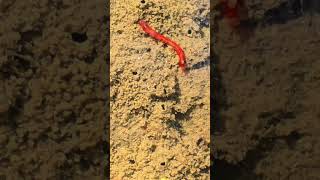 Red larvae in a puddle  Life in water  Mosquito larvae [upl. by Louisette]