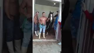 EL MEJOR CABALLO DE CUBA DE LOS ÚLTIMOS DOS AÑOS ANTES DE SER DECOMISADO EN CUBA SI APARENTE MOTIVO [upl. by Pattie]