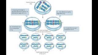 6GENETICA Terza legge di Mendel amp Testcross per il Test di Medicina [upl. by Salb322]