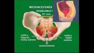 Anatómiai ismertető  gátizom medencefenék izomzat [upl. by Crispin]