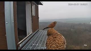 Puszczyk Liszkowo  Samica Pusia 🦉 amp bezradne pustułki [upl. by Agnew]