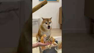 Shiba Inu Doge get Bonk cheems [upl. by Carmine]