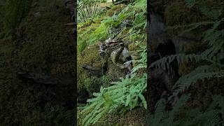 Butchart Gardens victoriabc butchartgardens waterfall dragon ferns [upl. by Mimajneb]