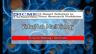 Western Blotting  Detection  Virtual Lab Cell biology  PICME Labs [upl. by Mitran]