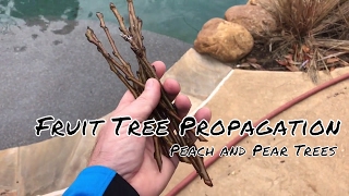 Fruit Tree Propagating  Mini Greenhouse Method [upl. by Aysahc]