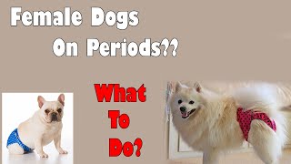 Female Dog Heat Cycle  MenstrualPeriods Cycle of Dogs  Hindi [upl. by Yerrok]