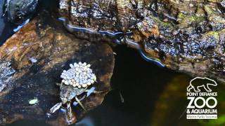 Ferocious water bugs hatch at Point Defiance Zoo amp Aquarium [upl. by Aydni]