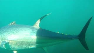 500LB Tuna Lockeport Nova Scotia Sea Derby 2022 Aug 13 Rough Footage Under Water [upl. by Weinshienk]