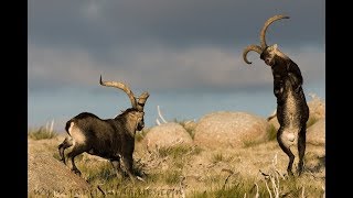 Cabras montesas el celo de la Cabra montés [upl. by Anierdna]