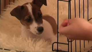 Crate Training Puppy Training Made Easy How To Crate Train Your Puppy [upl. by Giselle189]