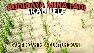 Mina padi ikan lele cara sebar benih ikan lele di tanaman padi sawah Part 1 [upl. by Baalbeer]