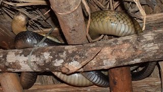 King cobra rescue operation  Nijagoru Thirthahalli Shimoga district KA [upl. by Idnyl]