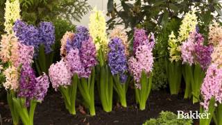 Timelapse  Hyacinth Mixed [upl. by Nothgierc]