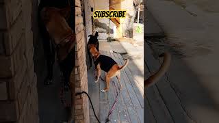 Angry puppy fighting with street dog 🐶😈🐕funnydogvideos cutepuppy viral [upl. by Aihsiym213]