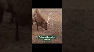 Animals Shedding Antlers [upl. by Llehsyar869]