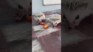 eating tomatoes mommybaby hedgehoglover hedgehog cute [upl. by Athal]