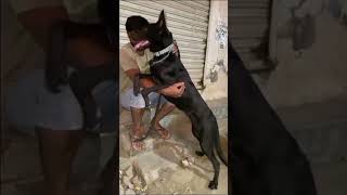 Puppy to beautiful malinois dogmalinois doglover dog belgianmalinois funny pets video pet [upl. by Debbie]