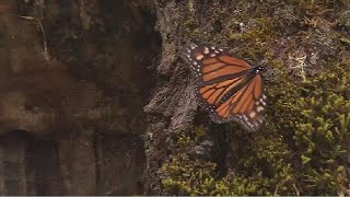 Monarch butterflies migrate from Canada to Mexico [upl. by Neelhsa572]