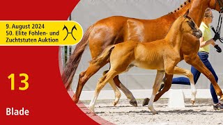 50th Elite Foal and BroodmareAuction  Aug 9th  No 13 Blade by Bonfilio  Dancier [upl. by Goodhen872]