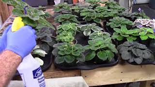 African VioletsSystemic treatment for thrips spider mites aphids mealy bugs [upl. by Burra]