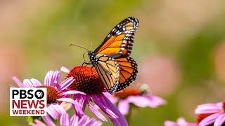 Monarch butterfly declared endangered amid declining numbers [upl. by Verdi]