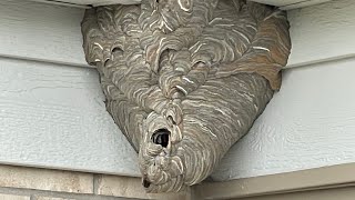 How To Remove A Bald Face Hornet Nest Using Drione  How to kill wasp [upl. by Acysej126]