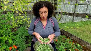 Cucamelon Harvest  Mexican Sour Gherkins [upl. by Eadnus]